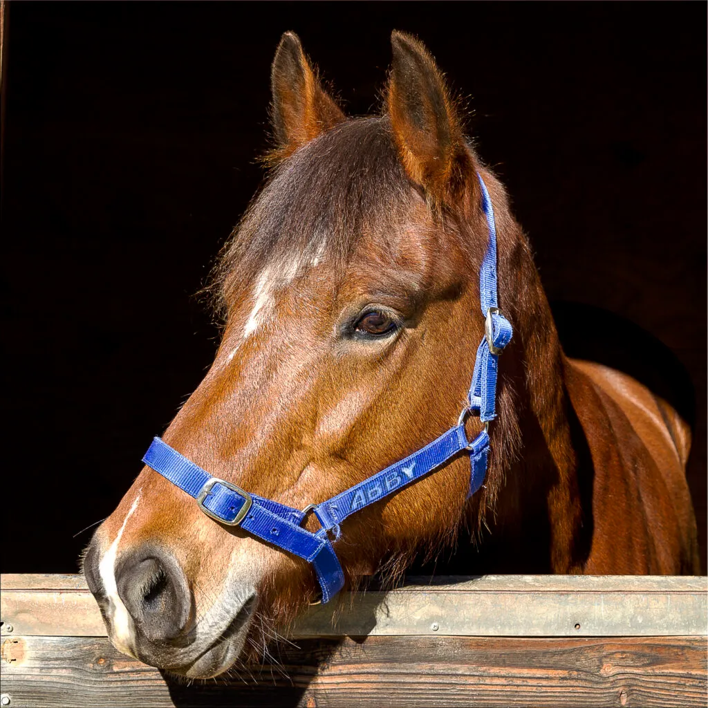 Abby Bay Clydie X QH Mare 1024x1024