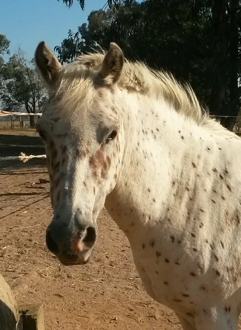 Bill in dam paddock