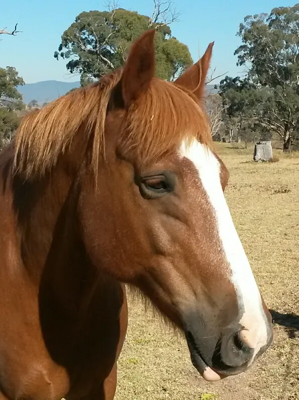 Lochie in the paddock